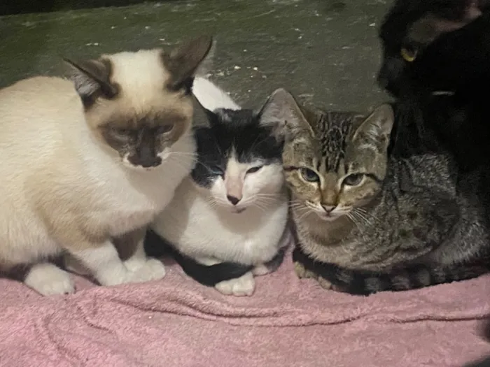 Gato raça SRD-ViraLata idade 2 a 6 meses nome mel