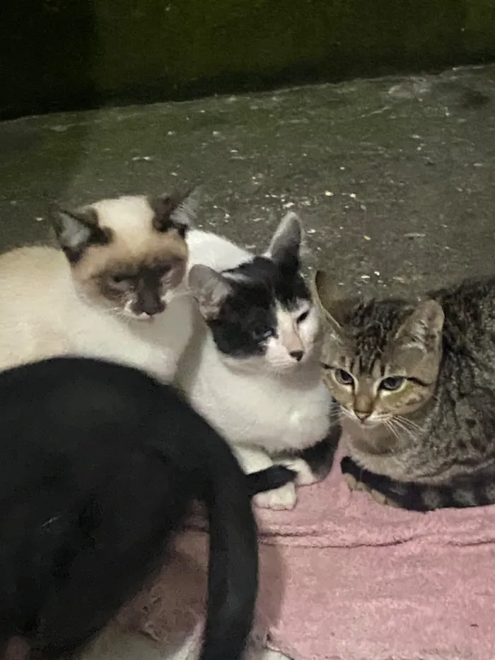 Gato raça SRD-ViraLata idade 2 a 6 meses nome mel
