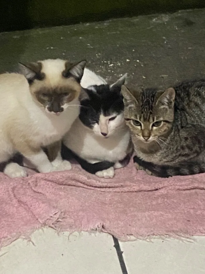 Gato raça SRD-ViraLata idade 2 a 6 meses nome mel