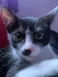 mel