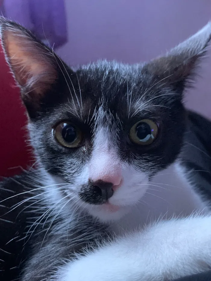 Gato raça SRD-ViraLata idade 2 a 6 meses nome mel