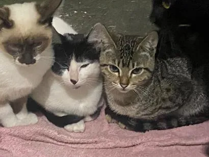 Gato raça SRD-ViraLata idade 2 a 6 meses nome mel