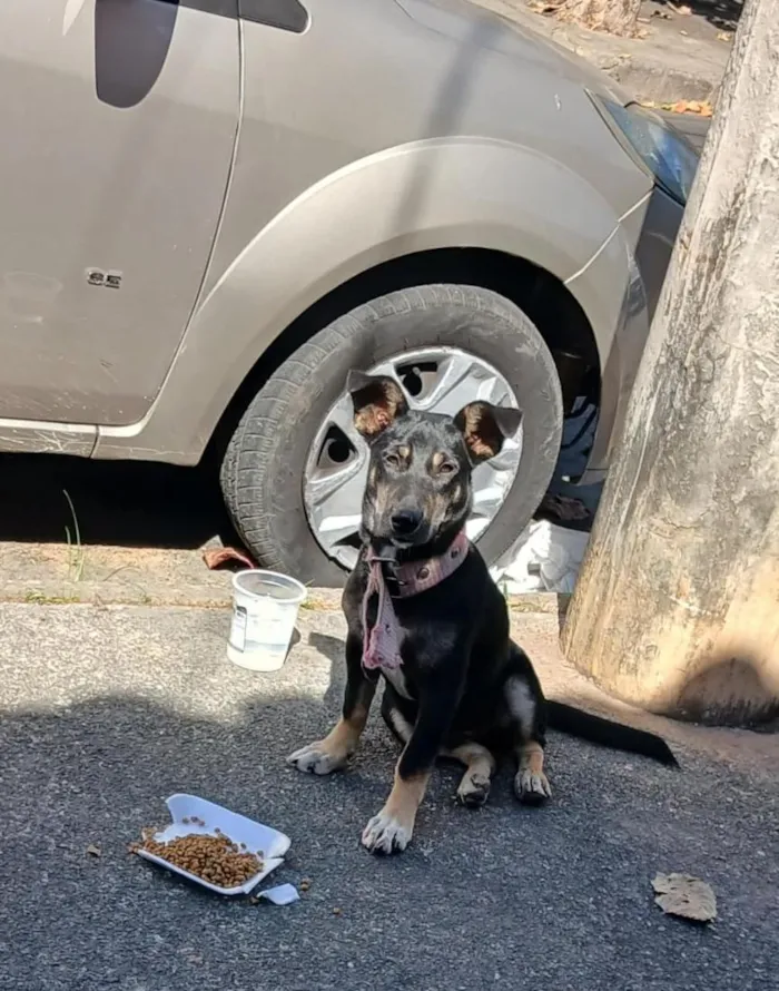 Cachorro raça SRD-ViraLata idade 7 a 11 meses nome luna