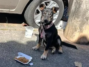 Cachorro raça SRD-ViraLata idade 7 a 11 meses nome luna