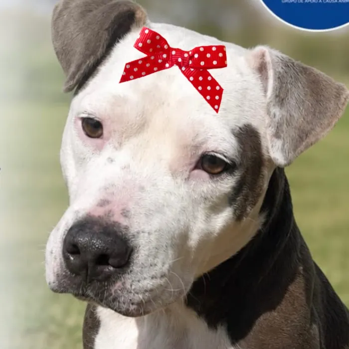 Cachorro raça SRD-ViraLata idade 3 anos nome Zaza