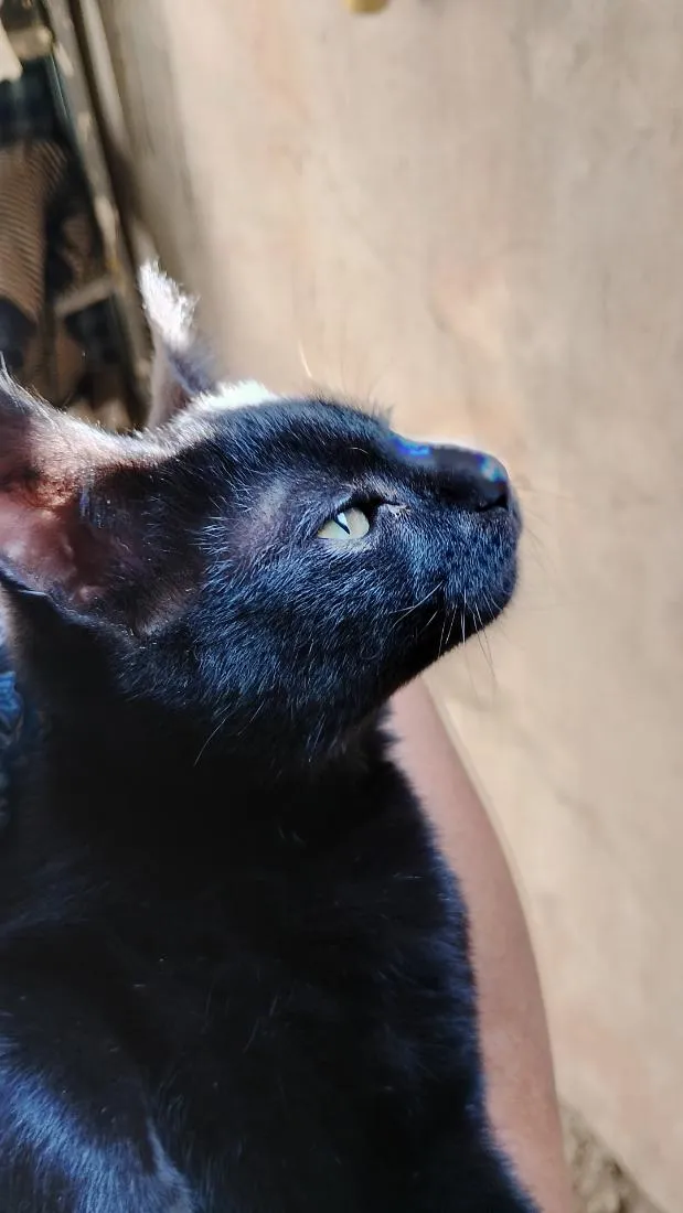 Gato raça SRD-ViraLata idade Abaixo de 2 meses nome Pitty 