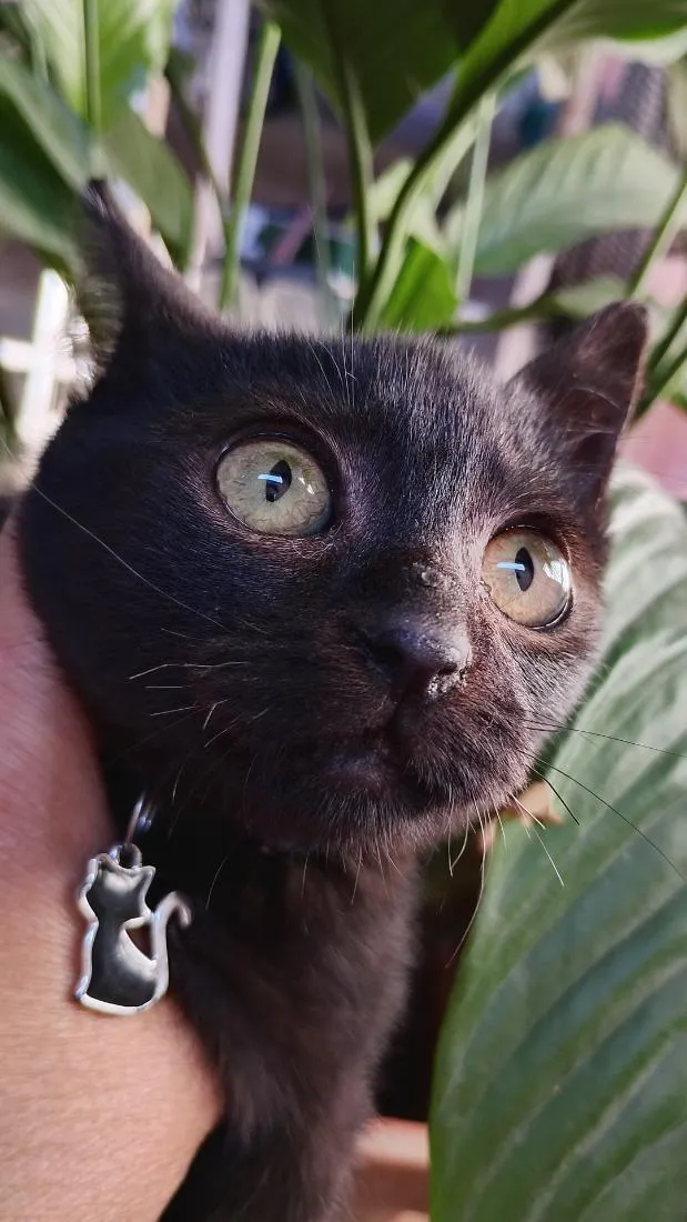 Gato raça SRD-ViraLata idade Abaixo de 2 meses nome Pitty 