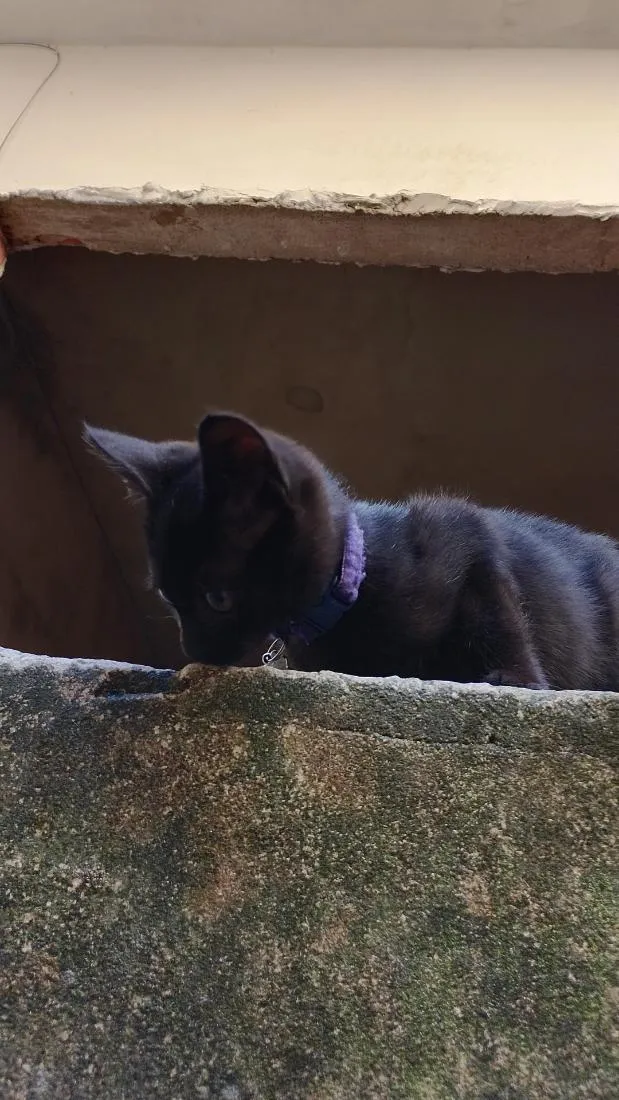 Gato raça SRD-ViraLata idade Abaixo de 2 meses nome Pitty 