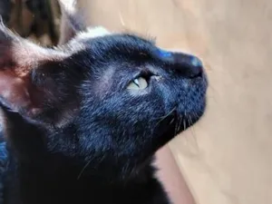 Gato raça SRD-ViraLata idade Abaixo de 2 meses nome Pitty 
