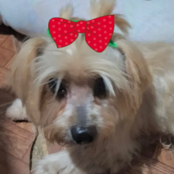 Cachorro raça SRD-ViraLata idade 7 a 11 meses nome Nina