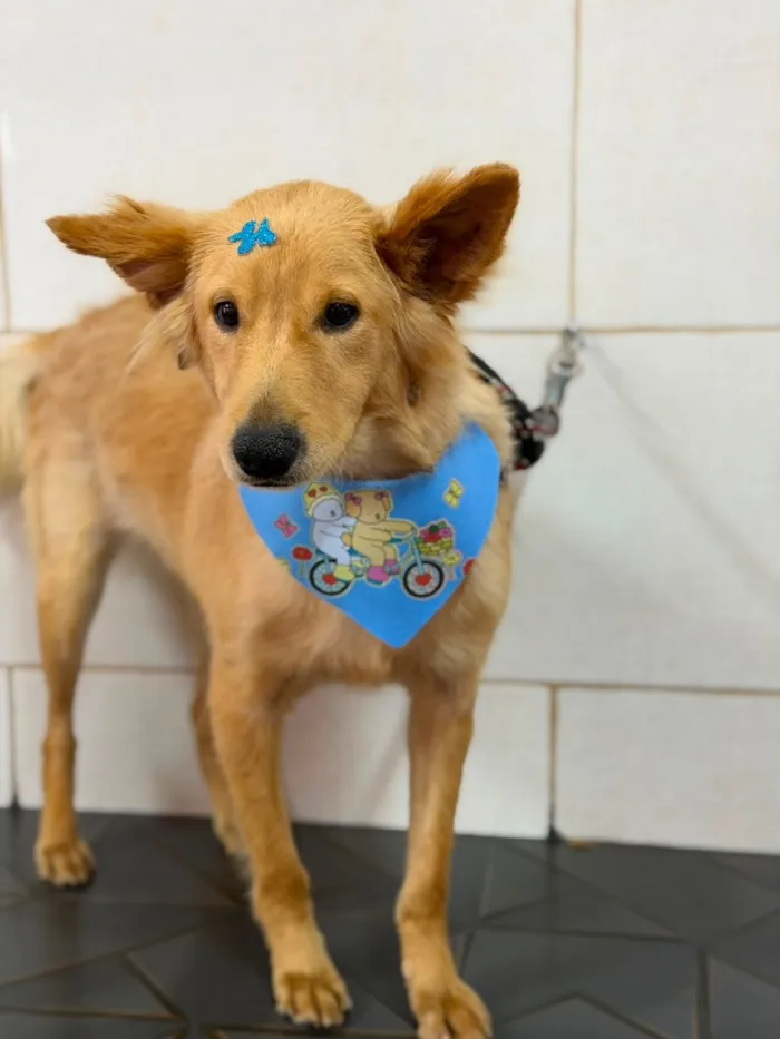 Cachorro raça SRD-ViraLata idade 1 ano nome Zeca 