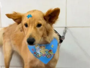 Cachorro raça SRD-ViraLata idade 1 ano nome Zeca 