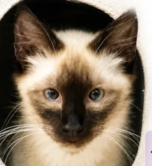 Gato raça Siamês idade 2 a 6 meses nome Antony 