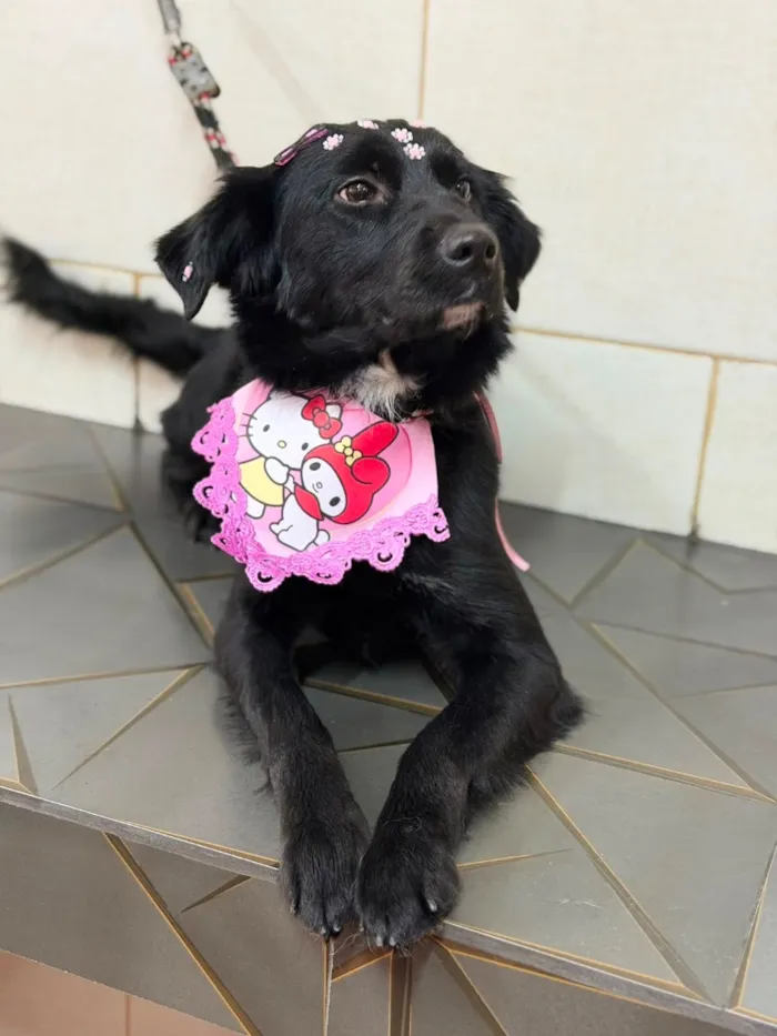 Cachorro raça SRD-ViraLata idade 1 ano nome Neguinha 