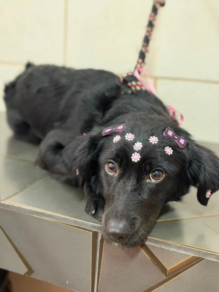 Cachorro raça SRD-ViraLata idade 1 ano nome Neguinha 