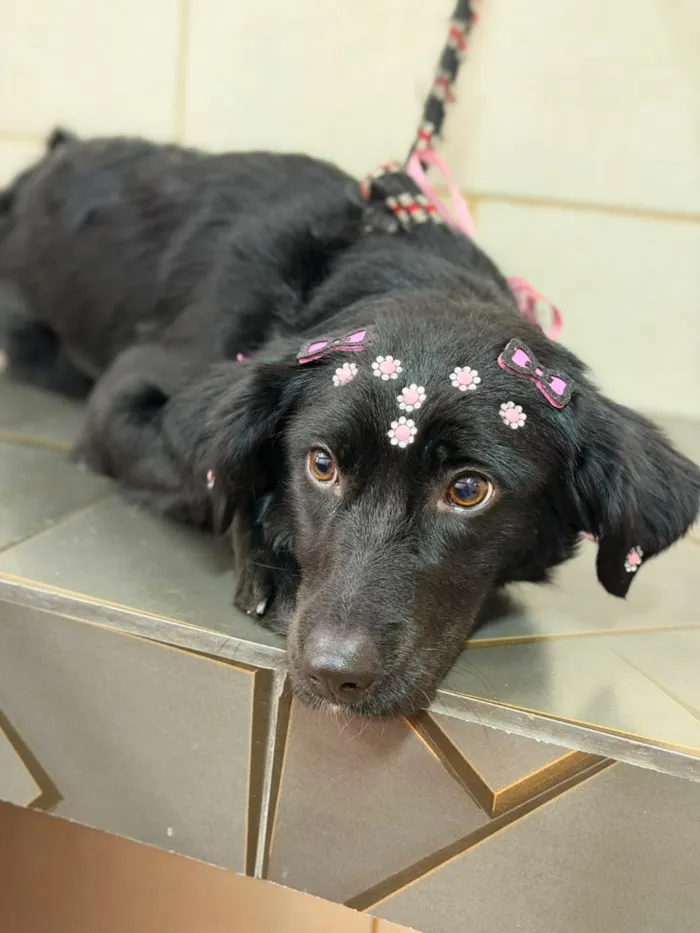 Cachorro raça SRD-ViraLata idade 1 ano nome Neguinha 