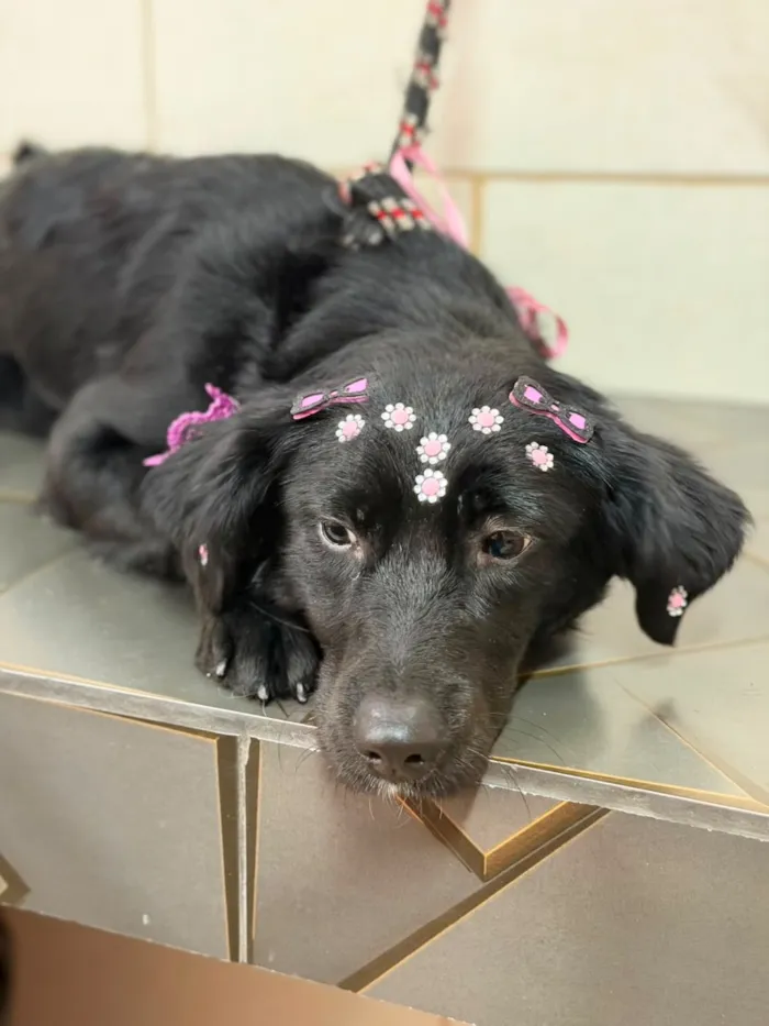 Cachorro raça SRD-ViraLata idade 1 ano nome Neguinha 