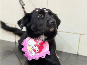 Cachorro raça SRD-ViraLata idade 1 ano nome Neguinha 