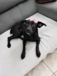 Malu