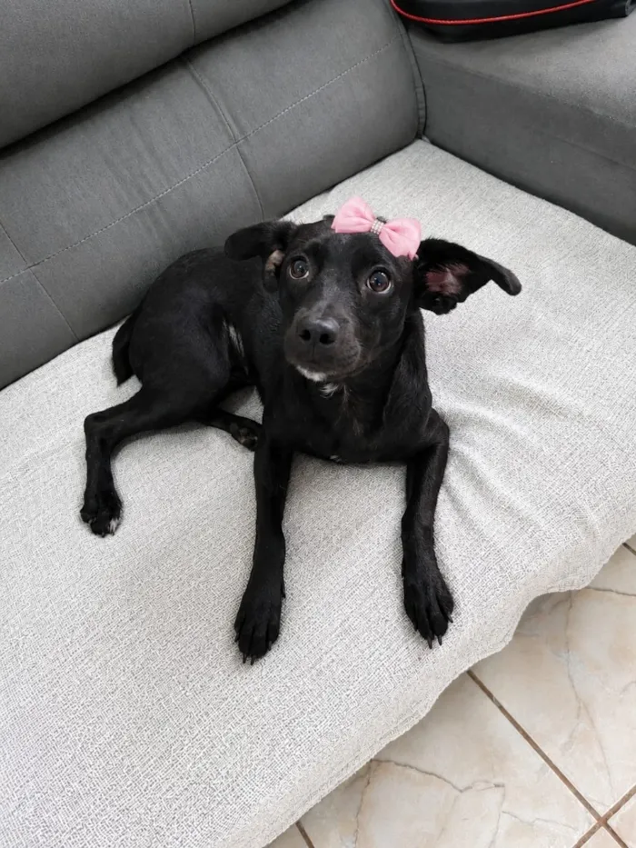 Cachorro raça SRD-ViraLata idade 1 ano nome Malu