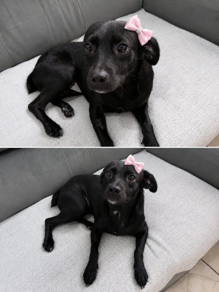 Cachorro raça SRD-ViraLata idade 1 ano nome Malu