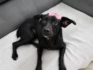 Cachorro raça SRD-ViraLata idade 1 ano nome Malu