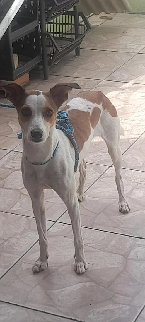 Cachorro raça SRD-ViraLata idade 2 anos nome bell