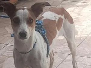 Cachorro raça SRD-ViraLata idade 2 anos nome bell