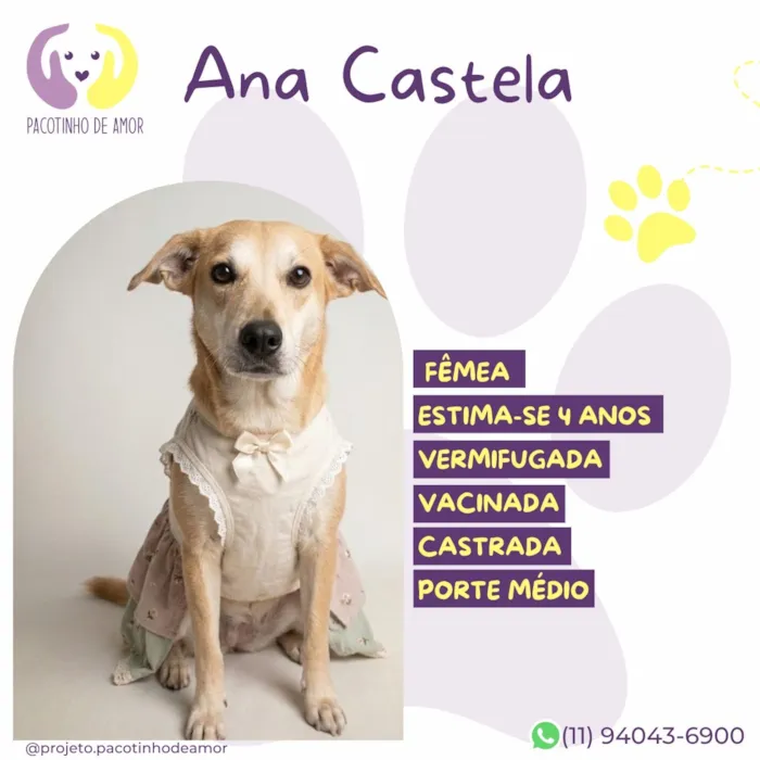 Cachorro raça SRD-ViraLata idade 4 anos nome Ana Castela