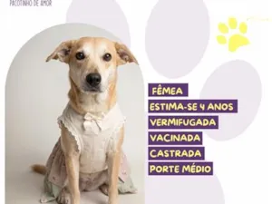 Cachorro raça SRD-ViraLata idade 4 anos nome Ana Castela