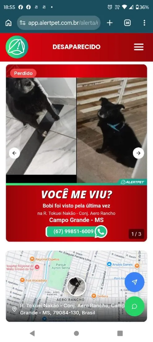 Cachorro raça Labrador idade 6 ou mais anos nome Bobi