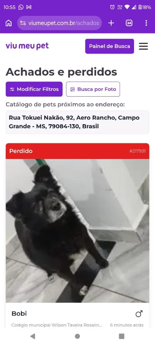 Cachorro raça Labrador idade 6 ou mais anos nome Bobi
