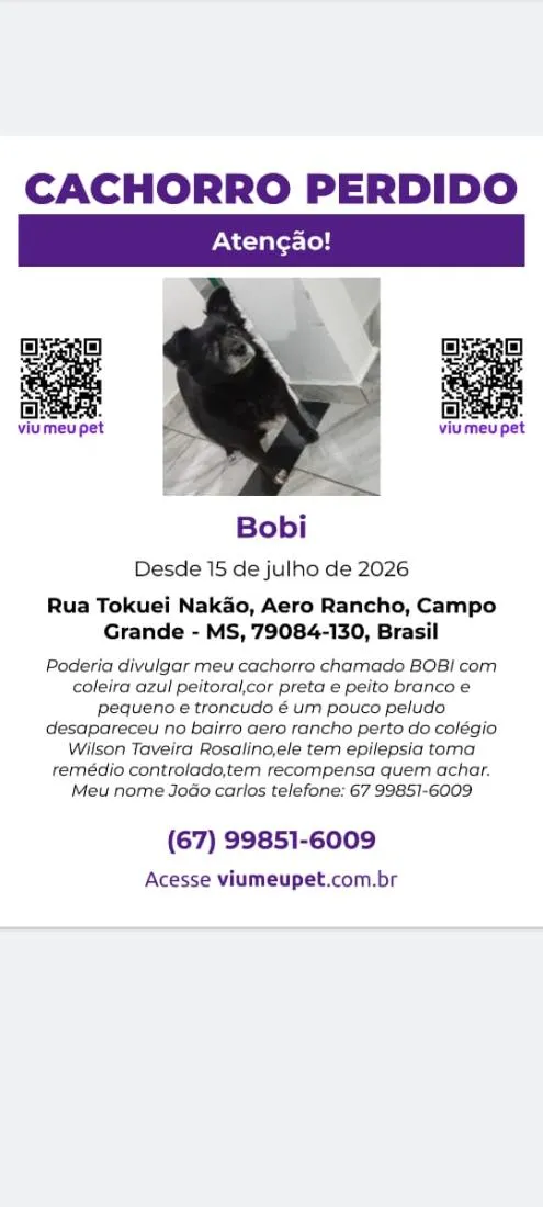 Cachorro raça Labrador idade 6 ou mais anos nome Bobi