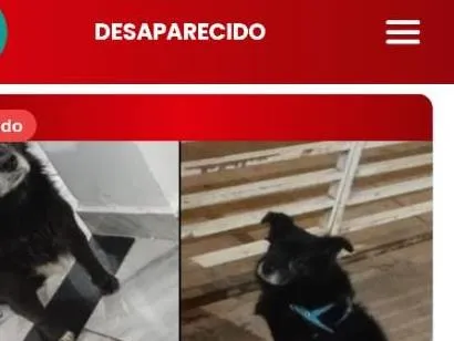 Cachorro raça Labrador idade 6 ou mais anos nome Bobi