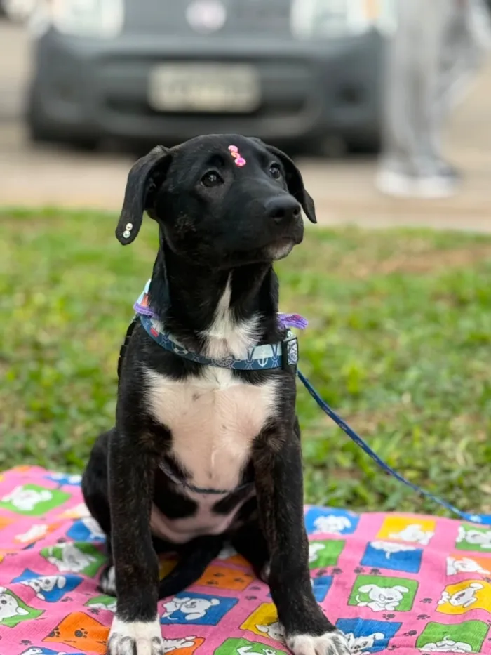 Cachorro raça SRD-ViraLata idade 2 a 6 meses nome Zoe