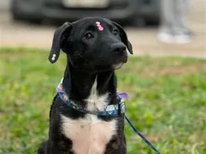 Cachorro raça SRD-ViraLata idade 2 a 6 meses nome Zoe