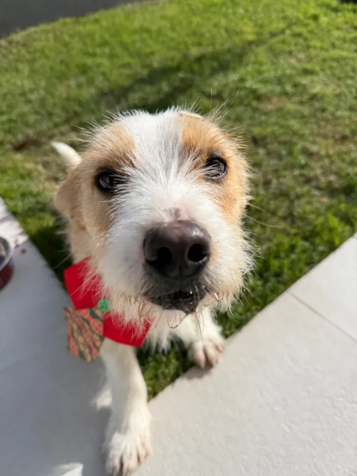 Cachorro raça SRD-ViraLata idade 2 anos nome Bonno