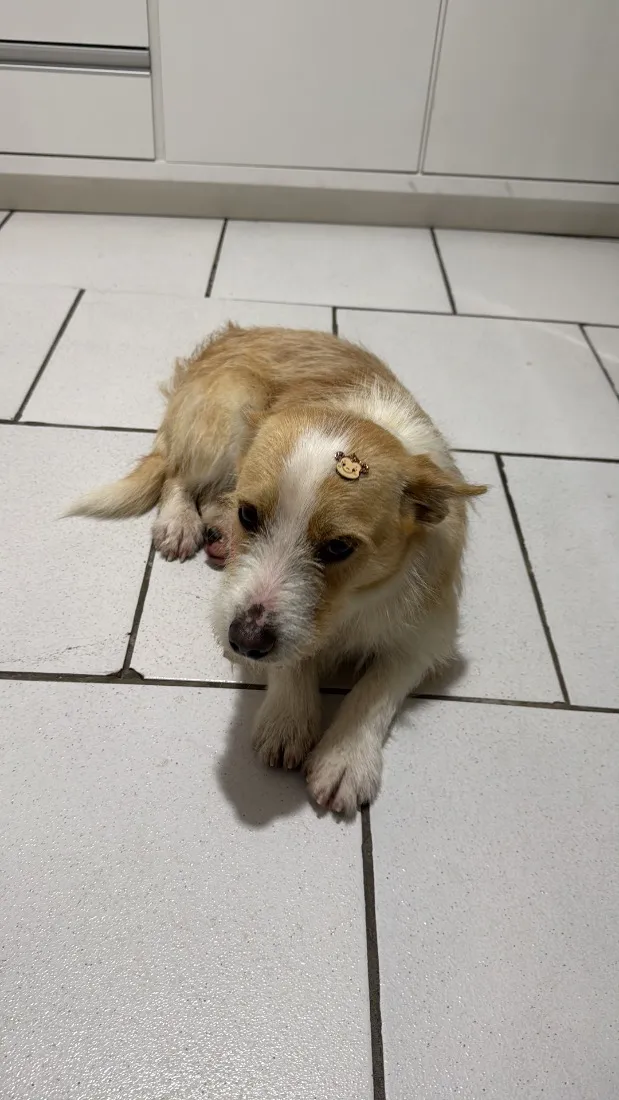 Cachorro raça SRD-ViraLata idade 2 anos nome Bonno