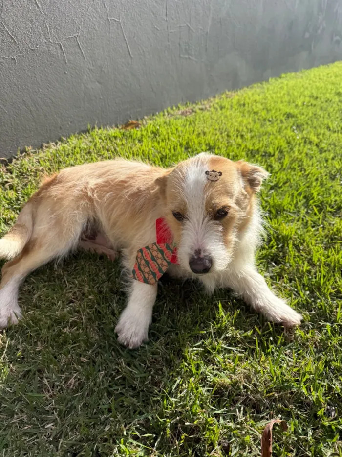 Cachorro raça SRD-ViraLata idade 2 anos nome Bonno