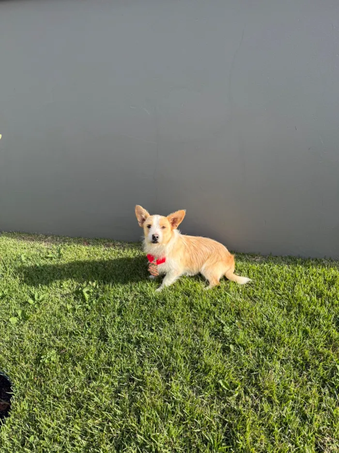 Cachorro raça SRD-ViraLata idade 2 anos nome Bonno