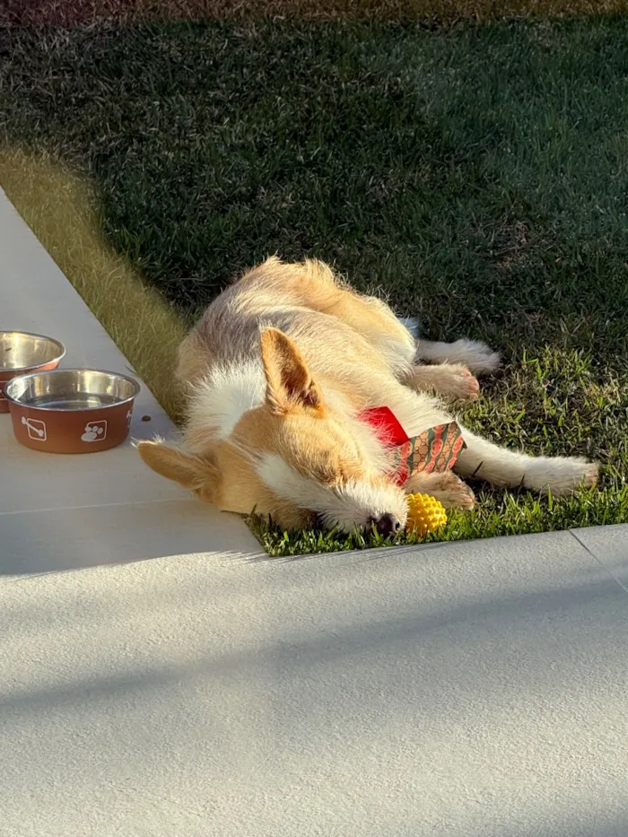 Cachorro raça SRD-ViraLata idade 2 anos nome Bonno