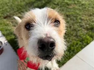 Cachorro raça SRD-ViraLata idade 2 anos nome Bonno