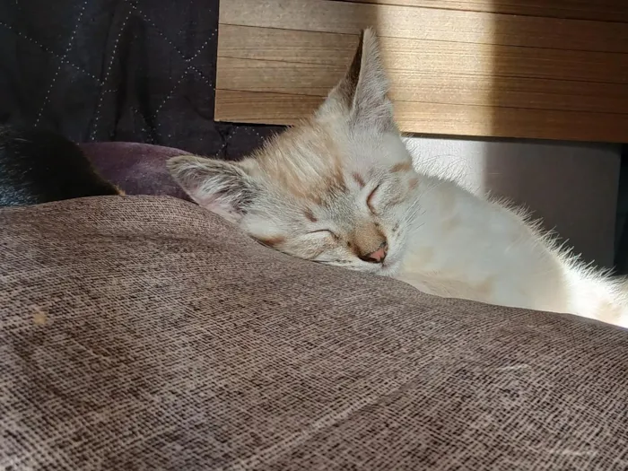 Gato raça SRD-ViraLata idade 2 a 6 meses nome Charlotte