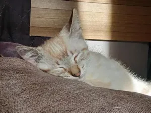 Gato raça SRD-ViraLata idade 2 a 6 meses nome Charlotte
