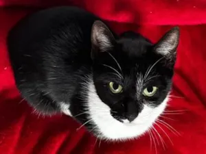 Gato raça SRD-ViraLata idade 2 a 6 meses nome Aurora