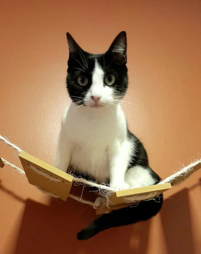 Gato raça SRD-ViraLata idade 7 a 11 meses nome ellie