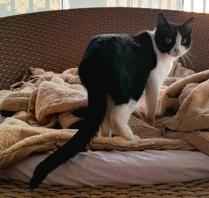 Gato raça SRD-ViraLata idade 7 a 11 meses nome ellie