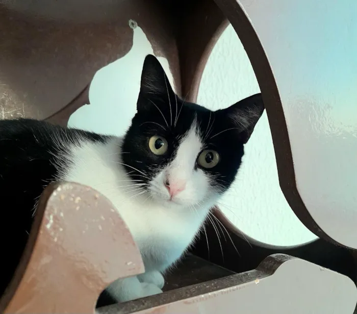 Gato raça SRD-ViraLata idade 7 a 11 meses nome ellie