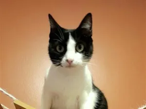 Gato raça SRD-ViraLata idade 7 a 11 meses nome ellie