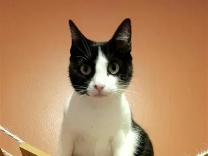 Gato raça SRD-ViraLata idade 7 a 11 meses nome ellie